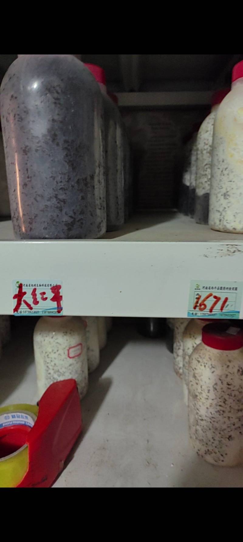 红平菇母种18mmX180mm试管母种！PDA培养基！