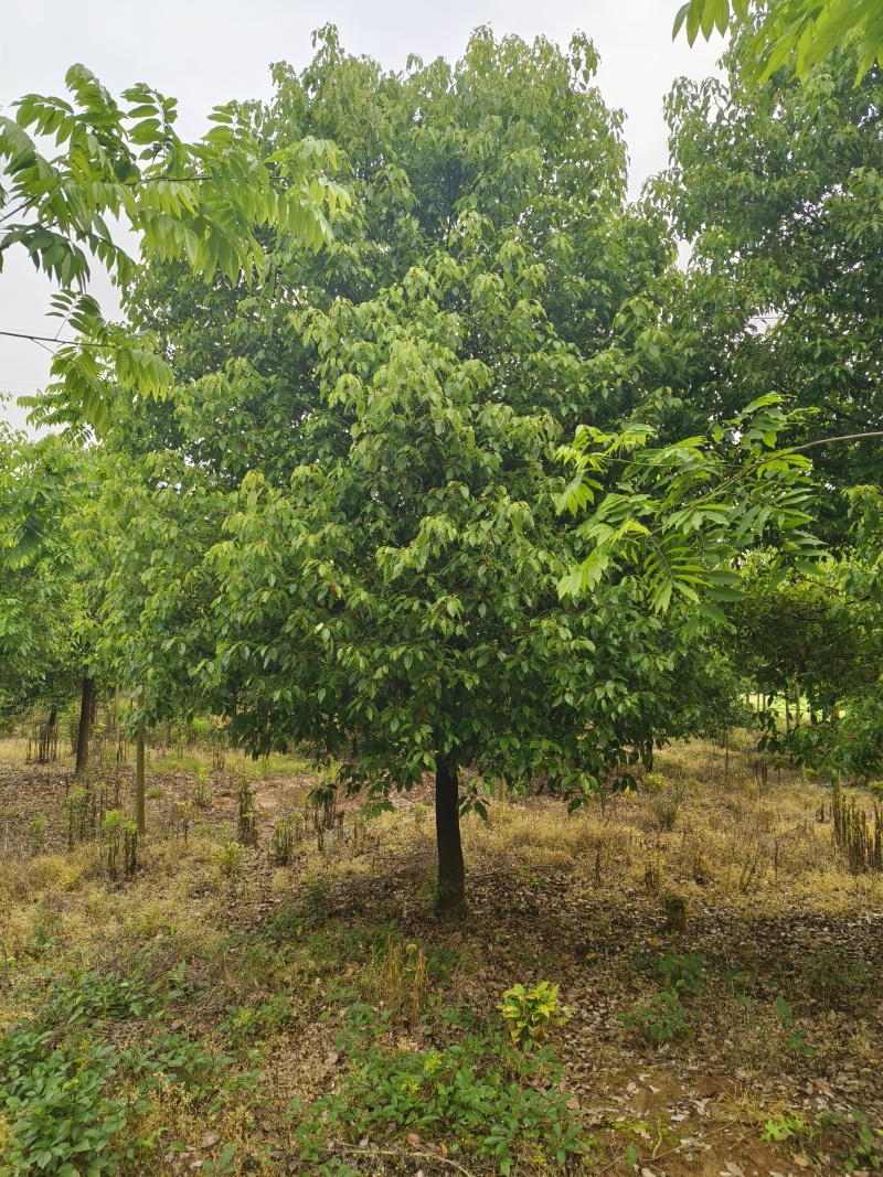 小叶香樟，香樟价格，香樟批发