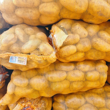 三两以上食堂货大青头大量现货