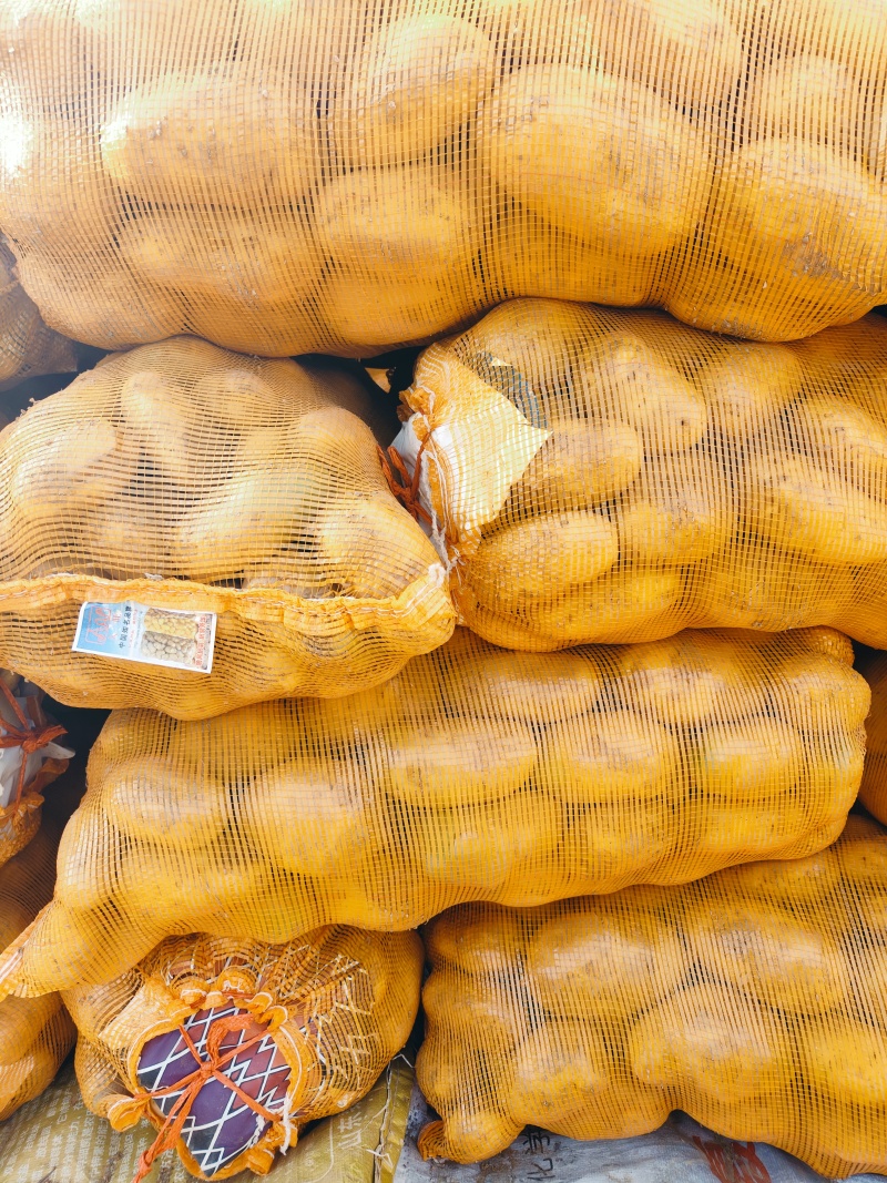 三两以上食堂货大青头大量现货