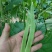 芸豆苗