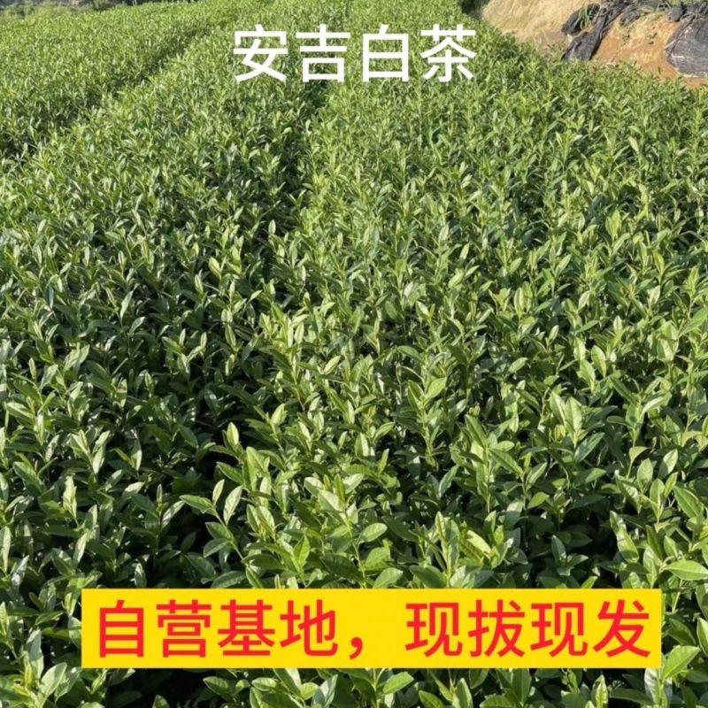 安吉白茶茶树苗白叶一号茶苗扦插繁殖福建茶苗批发基地园