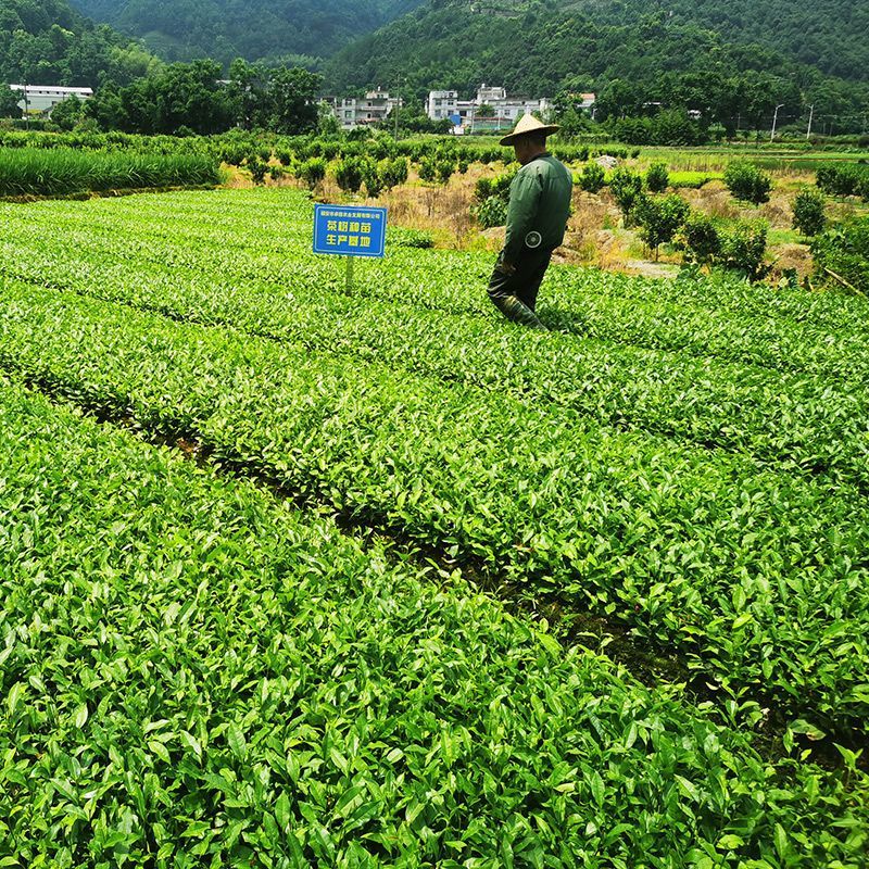 安吉白茶茶树苗白叶一号茶苗扦插繁殖福建茶苗批发基地园