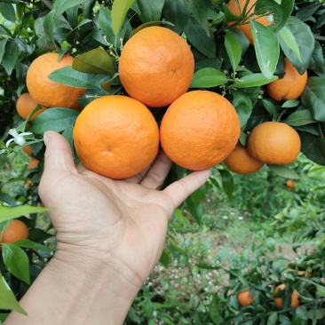 沃柑