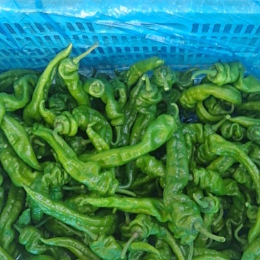 螺丝椒