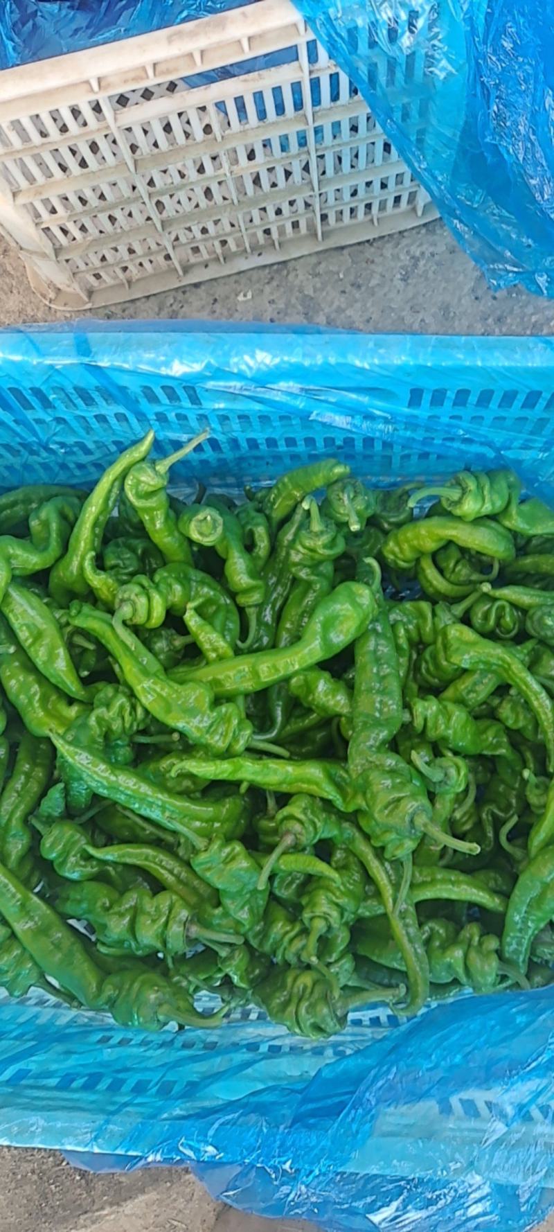 螺丝椒