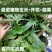 南阳纯鸡粪发酵有机肥料种菜家用营养土纯度高水分少