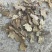 野生香茶菜根铁菱角产地一手货源