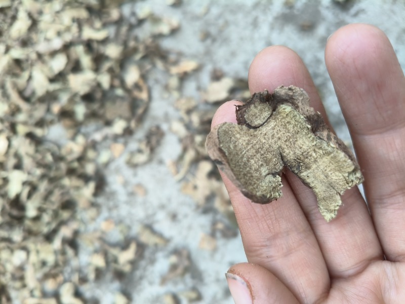 野生香茶菜根铁菱角产地一手货源