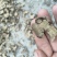 野生香茶菜根铁菱角产地一手货源