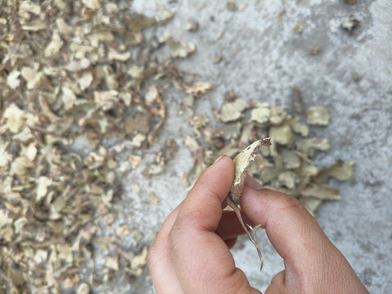 野生香茶菜根铁菱角产地一手货源