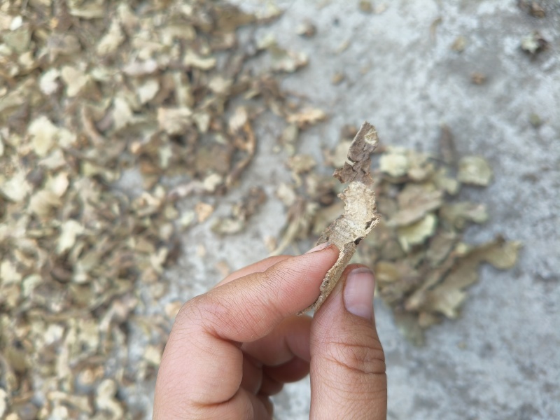 野生香茶菜根铁菱角产地一手货源