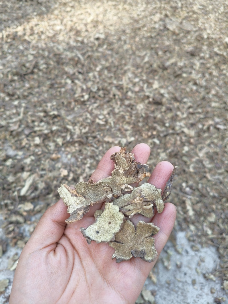 野生香茶菜根铁菱角产地一手货源