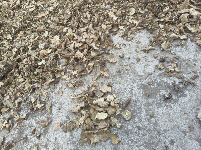 野生香茶菜根铁菱角产地一手货源