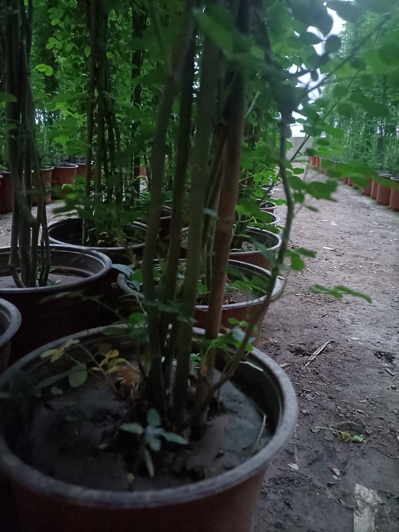 蔷薇花/藤本蔷薇绿化园林庭院观赏蔷薇基地直销