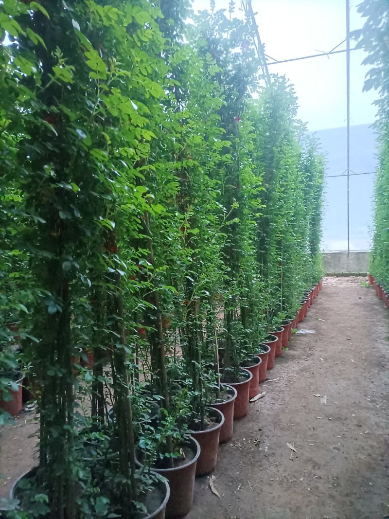 蔷薇花/藤本蔷薇绿化园林庭院观赏蔷薇基地直销