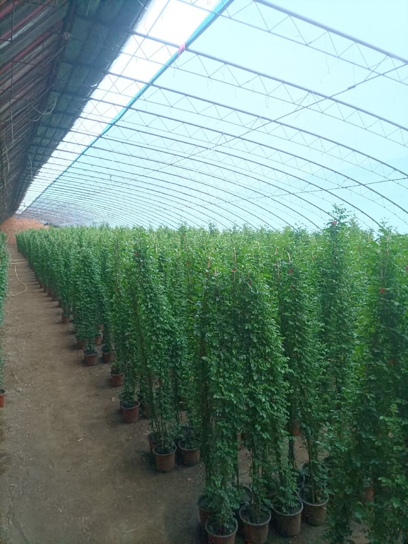 蔷薇花/藤本蔷薇绿化园林庭院观赏蔷薇基地直销