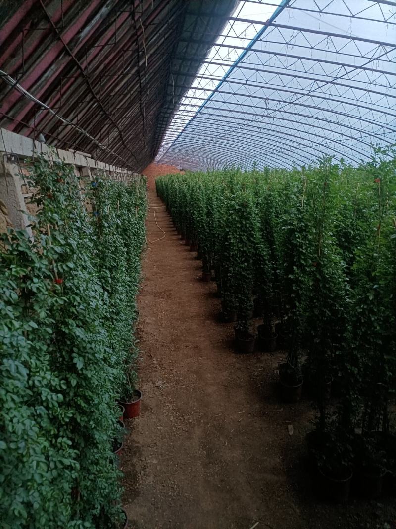 蔷薇花/藤本蔷薇绿化园林庭院观赏蔷薇基地直销
