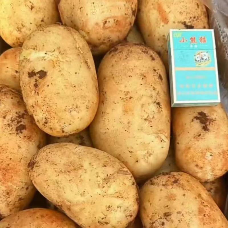 山东土豆荷兰十五土豆v7土豆货源充足价格不高