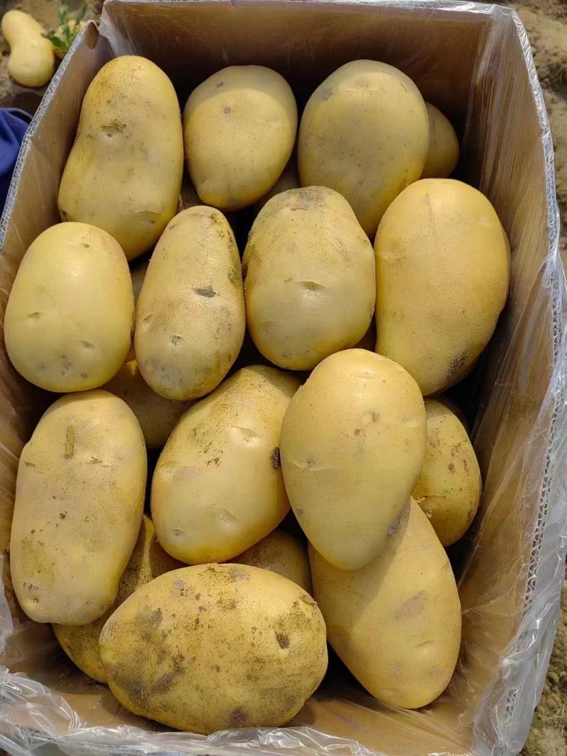 山东土豆种植基地批发土豆