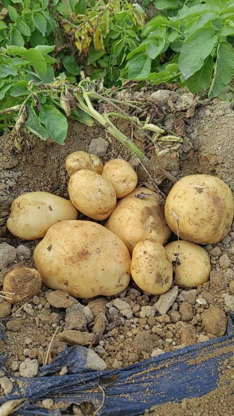 山东土豆荷兰十五土豆v7土豆货源充足价格不高