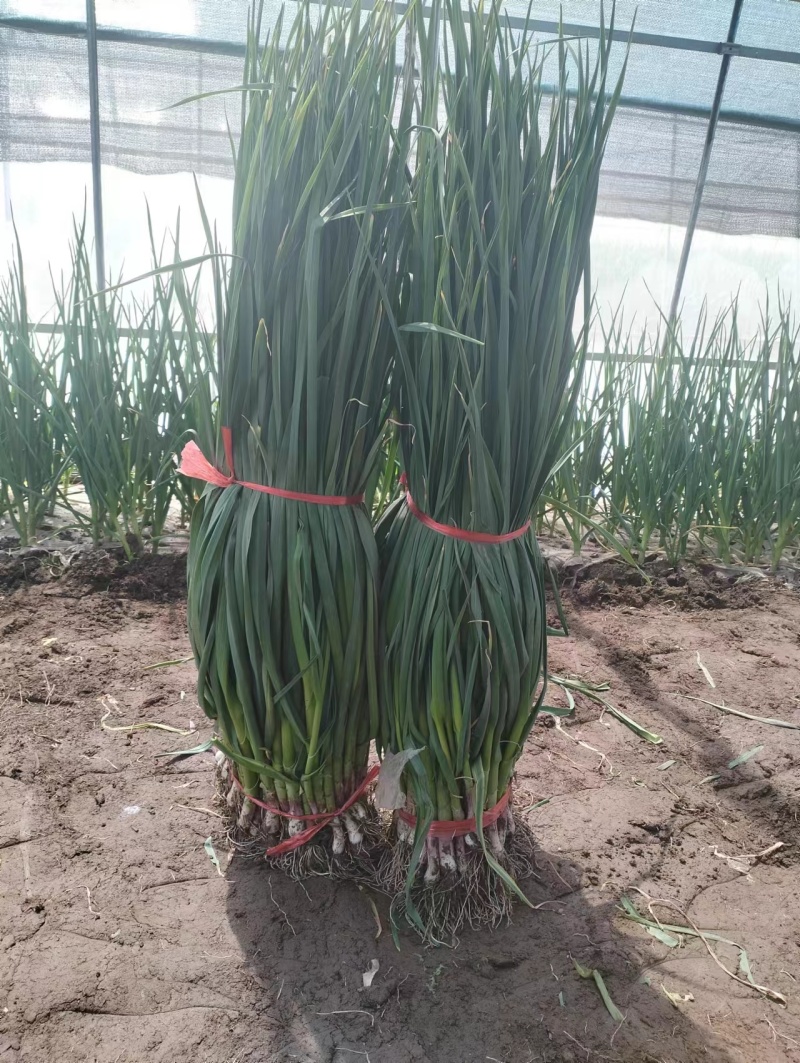 大棚一点都白根蒜苗精品打包装直接发货
