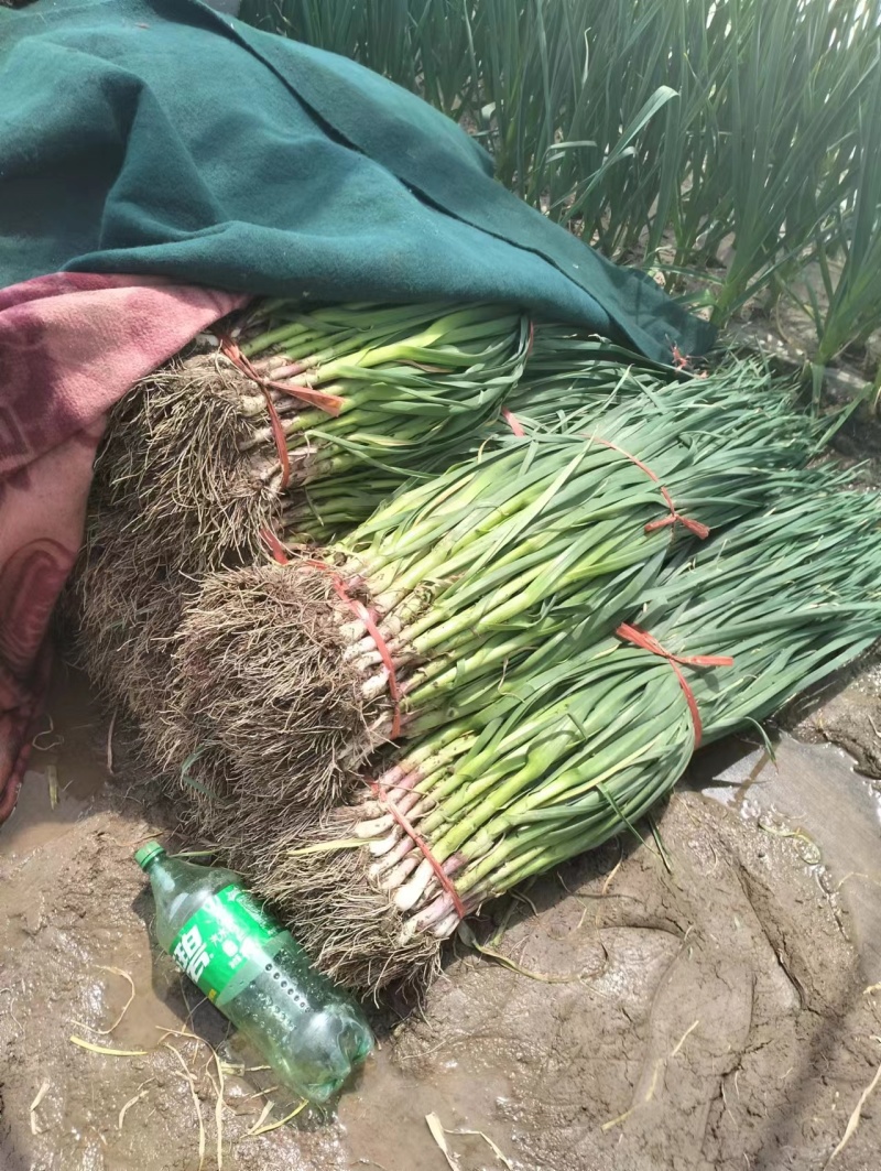 大棚一点都白根蒜苗精品打包装直接发货