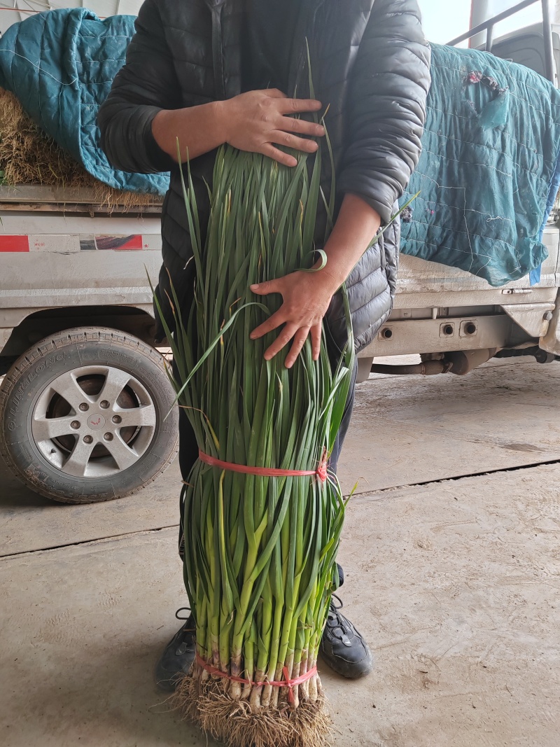 大棚一点都白根蒜苗精品打包装直接发货