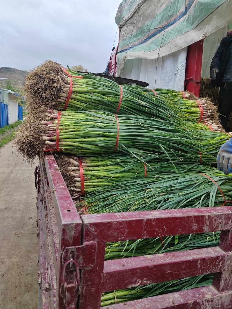 大棚一点都白根蒜苗精品打包装直接发货