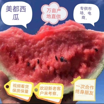 【西瓜】美都，8424，产地直销，电商，超市，市场供应，