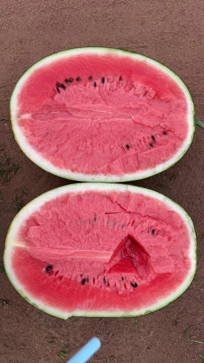 湖北西瓜黑美人西瓜量大价优，产地直发，欢迎来电洽谈更优惠