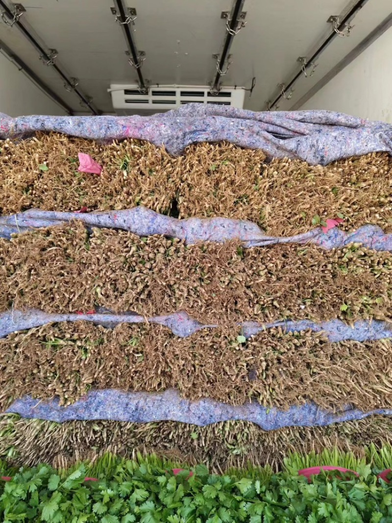 长春优质大叶香菜，产地直供，一手货源可视频看货