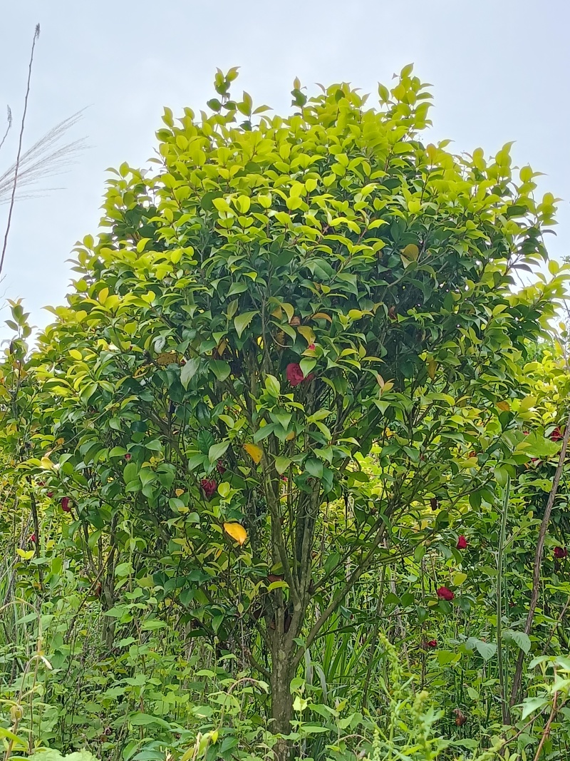 茶花