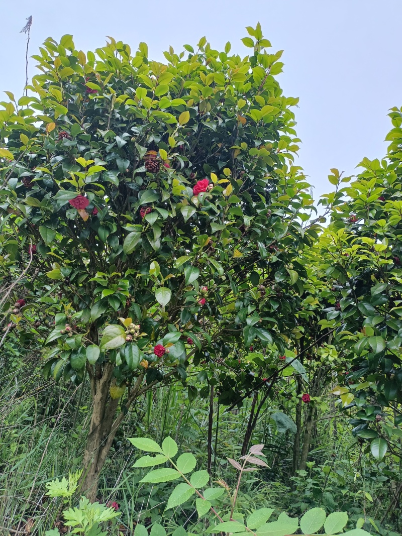 茶花