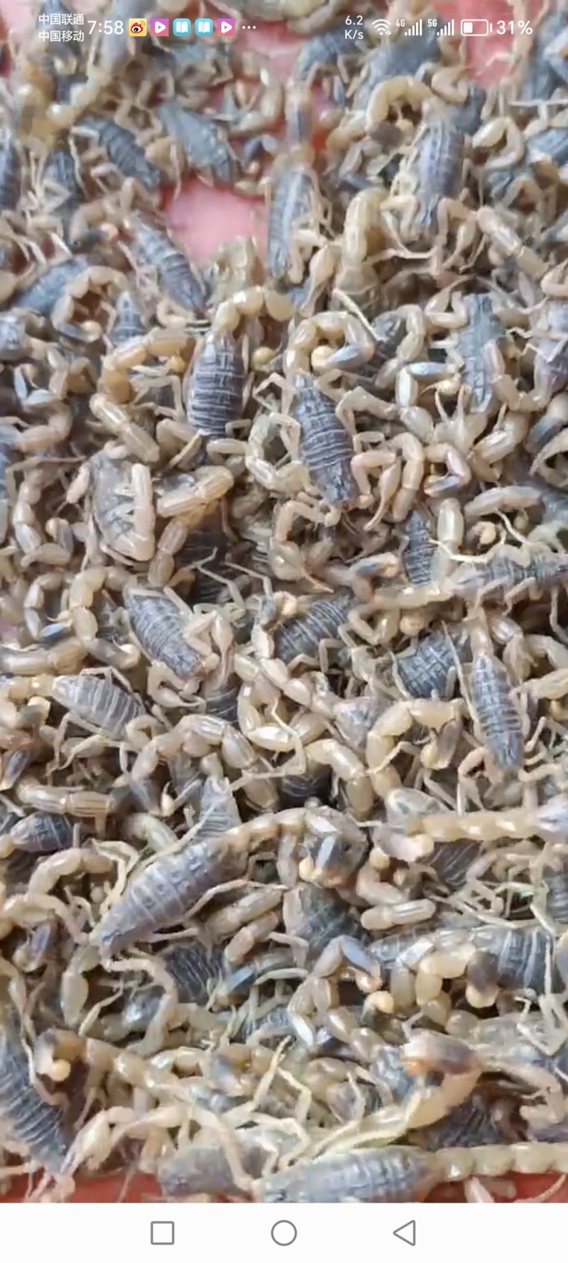 野生蝎子批发沂蒙山全蝎
