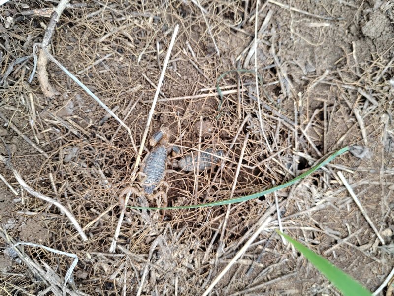 野生蝎子批发沂蒙山全蝎