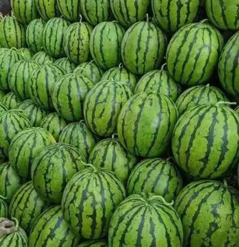 东北精品甜王西瓜，基地发货，现摘现发，可视频看货
