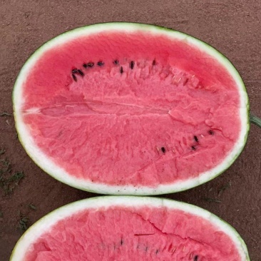 湖北西瓜黑美人西瓜量大价优,产地直发,欢迎来电洽谈更优惠