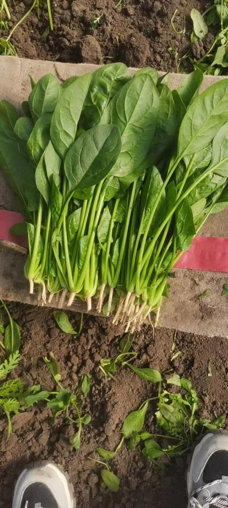 长春精品大叶菠菜，货量充足品质好，净菜，欢迎选购
