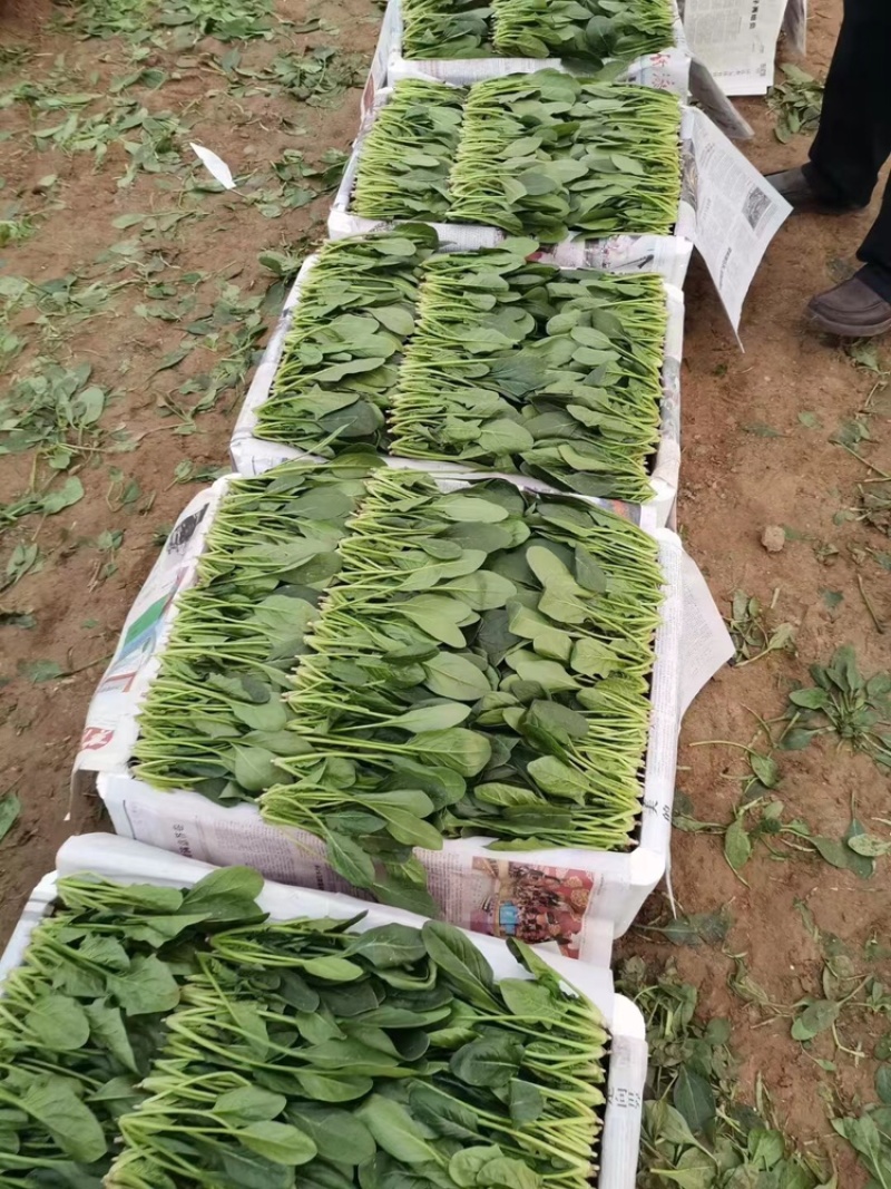 长春精品大叶菠菜，货量充足品质好，净菜，欢迎选购