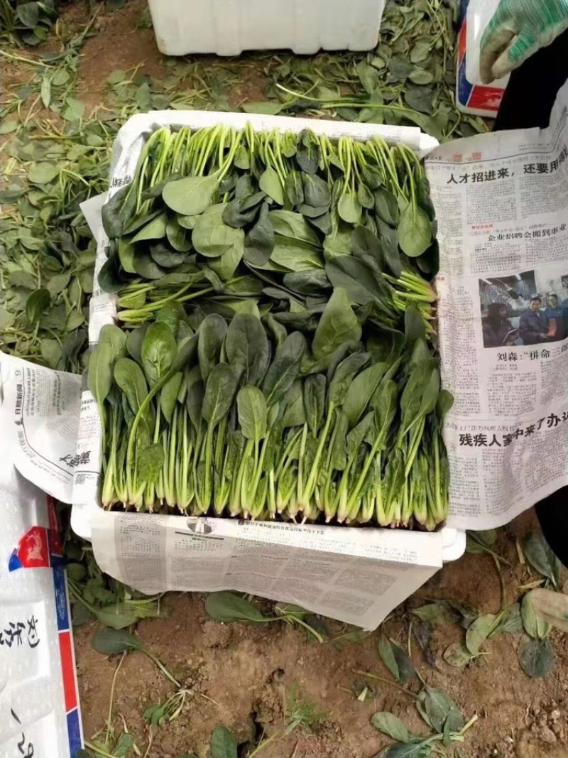 长春精品大叶菠菜，货量充足品质好，净菜，欢迎选购