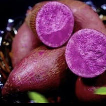紫薯泰紫一号