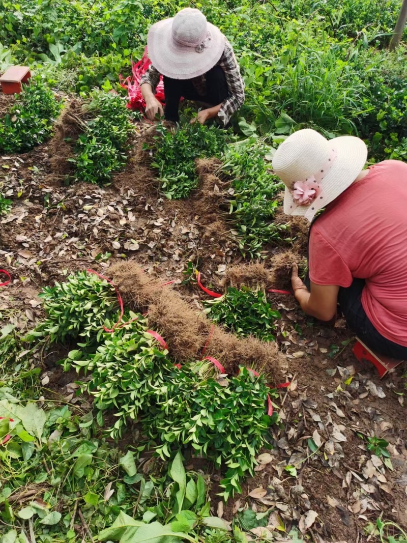 卫矛小苗15公分左右适合苗圃种植，根系发达，易存活
