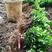 卫矛小苗15公分左右适合苗圃种植，根系发达，易存活