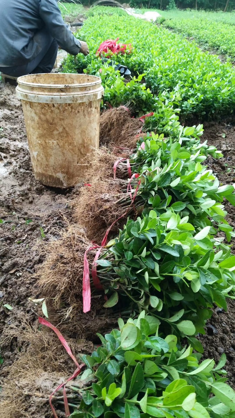 卫矛小苗15公分左右适合苗圃种植，根系发达，易存活