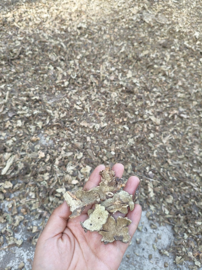香茶菜铁菱角