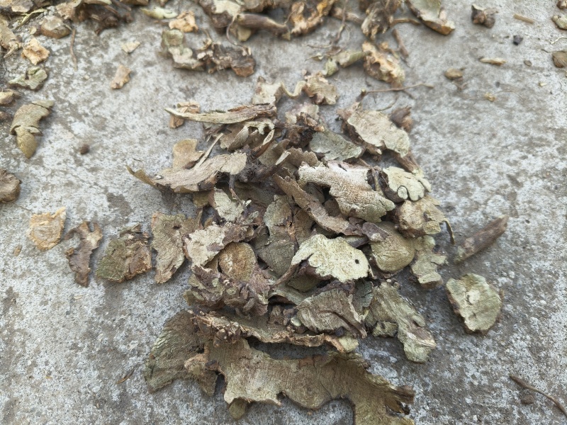 香茶菜铁菱角
