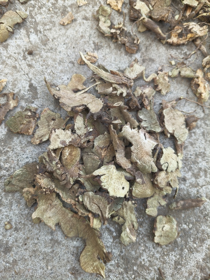 香茶菜铁菱角