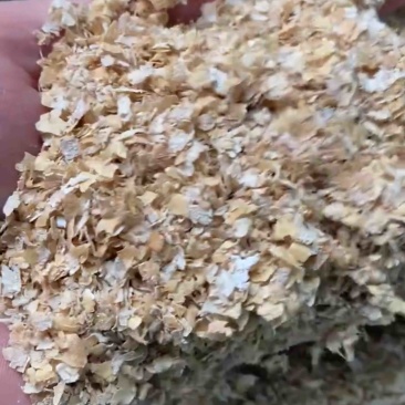 麦麸鸡鸭鹅猪牛羊养殖饲料添加菌类种植