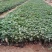 美国薄荷